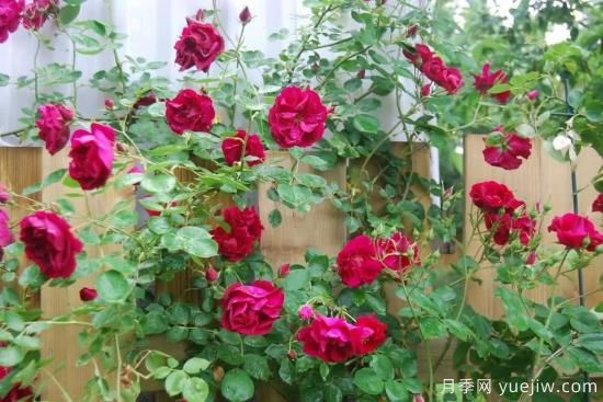 如何給月季花授粉？培育一個(gè)月季新品種要多久(圖2)