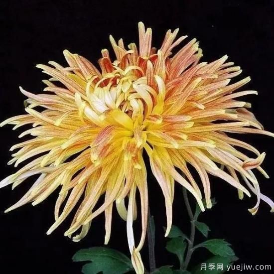 識花瓣，辨花型...快收好這份賞菊“門道”(圖4)
