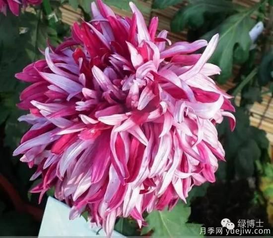 識花瓣，辨花型...快收好這份賞菊“門道”(圖5)
