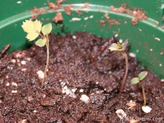 如何給月季花授粉？培育一個(gè)月季新品種要多久(圖4)