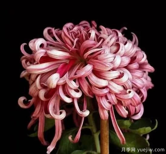 識花瓣，辨花型...快收好這份賞菊“門道”(圖9)