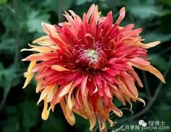 識花瓣，辨花型...快收好這份賞菊“門道”(圖8)
