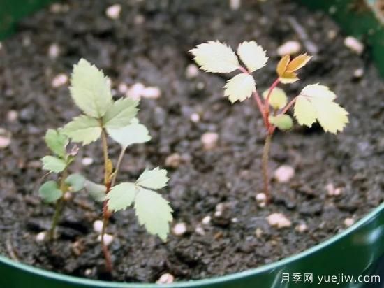 如何給月季花授粉？培育一個(gè)月季新品種要多久(圖5)