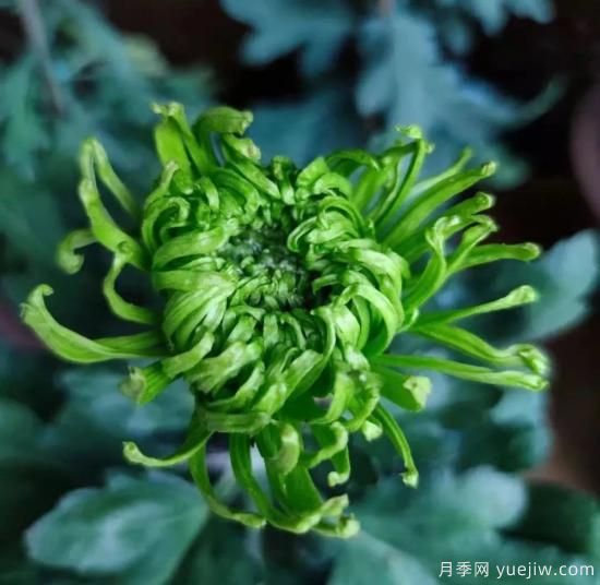 識花瓣，辨花型...快收好這份賞菊“門道”(圖11)