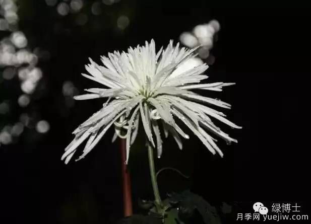 識花瓣，辨花型...快收好這份賞菊“門道”(圖14)