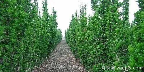 北方黃楊大葉女貞香樟等常綠闊葉喬木養(yǎng)護技術(shù)(圖1)