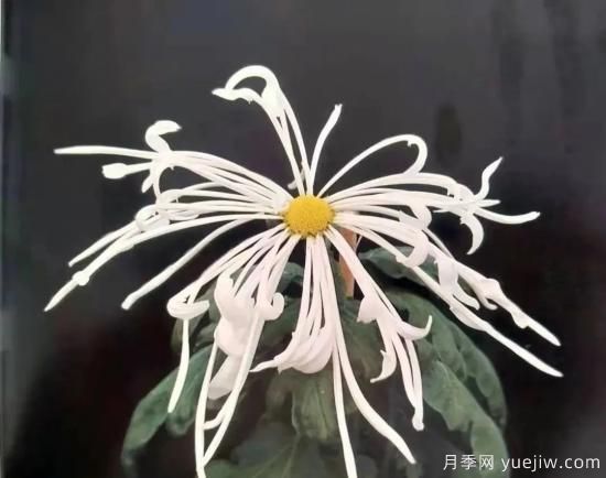 識花瓣，辨花型...快收好這份賞菊“門道”(圖12)