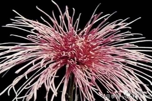 識花瓣，辨花型...快收好這份賞菊“門道”(圖13)
