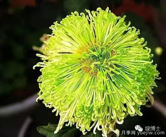 識花瓣，辨花型...快收好這份賞菊“門道”(圖15)