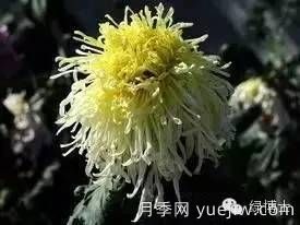 識花瓣，辨花型...快收好這份賞菊“門道”(圖17)