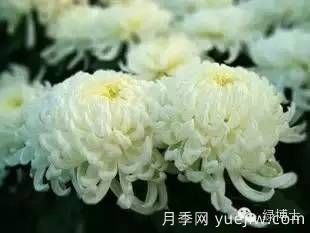 識花瓣，辨花型...快收好這份賞菊“門道”(圖16)
