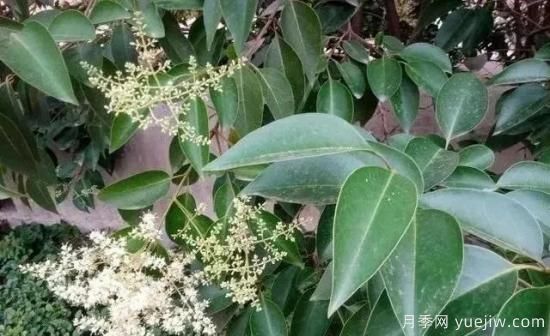 北方黃楊大葉女貞香樟等常綠闊葉喬木養(yǎng)護技術(shù)(圖3)