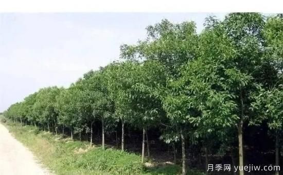 北方黃楊大葉女貞香樟等常綠闊葉喬木養(yǎng)護技術(shù)(圖4)