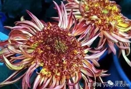 識花瓣，辨花型...快收好這份賞菊“門道”(圖18)