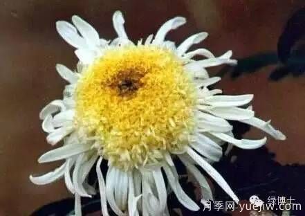 識花瓣，辨花型...快收好這份賞菊“門道”(圖19)
