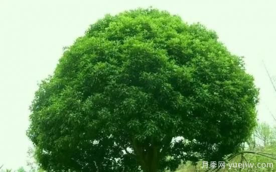 北方黃楊大葉女貞香樟等常綠闊葉喬木養(yǎng)護技術(shù)(圖5)