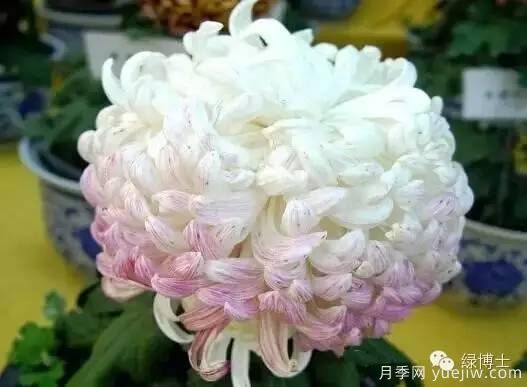 識花瓣，辨花型...快收好這份賞菊“門道”(圖20)