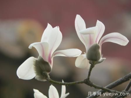 玉蘭三姐妹：中土原生白與紫，北美舶來(lái)洋玉蘭(圖4)