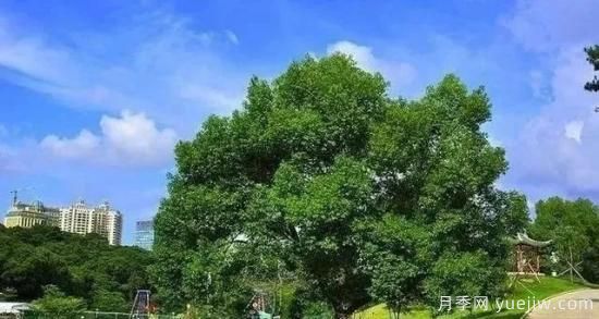 北方黃楊大葉女貞香樟等常綠闊葉喬木養(yǎng)護技術(shù)(圖6)