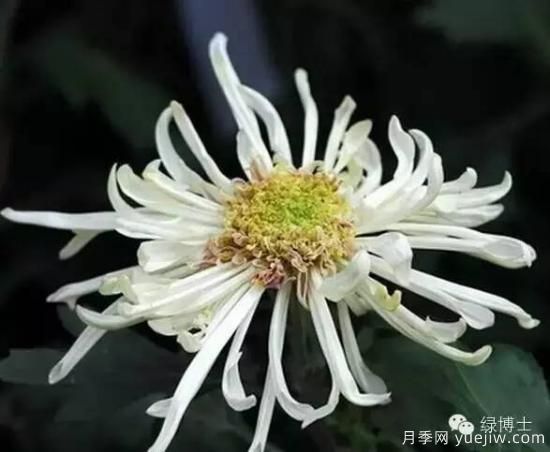 識花瓣，辨花型...快收好這份賞菊“門道”(圖21)