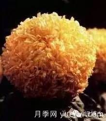 識花瓣，辨花型...快收好這份賞菊“門道”(圖22)