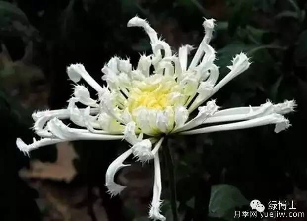 識花瓣，辨花型...快收好這份賞菊“門道”(圖24)
