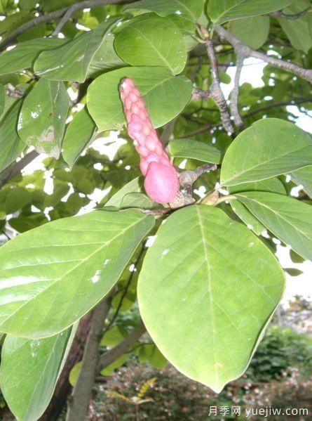 玉蘭三姐妹：中土原生白與紫，北美舶來(lái)洋玉蘭(圖6)