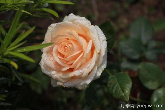 適合新手養(yǎng)的4個(gè)月季，花朵大花期長還香(圖3)