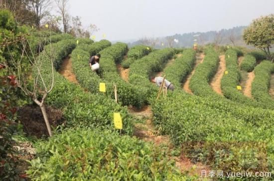 信陽商城：積極創(chuàng)建高山茶標準化生產(chǎn)基地(圖1)