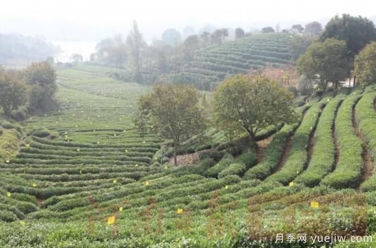 信陽商城：積極創(chuàng)建高山茶標準化生產(chǎn)基地(圖2)