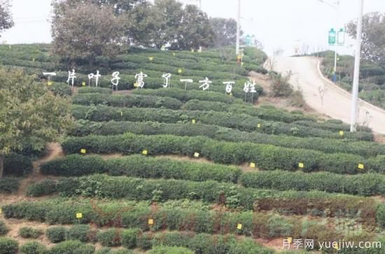 信陽商城：積極創(chuàng)建高山茶標準化生產(chǎn)基地(圖3)