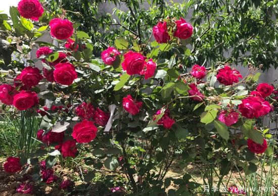 軟香紅月季，古老國(guó)月不輸歐月日月，四季勤開花(圖1)