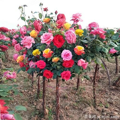 一棵樹狀月季，多色花朵，養(yǎng)在庭院里真漂亮(圖1)