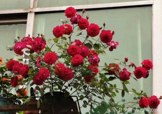 軟香紅月季，古老國(guó)月不輸歐月日月，四季勤開花(圖3)