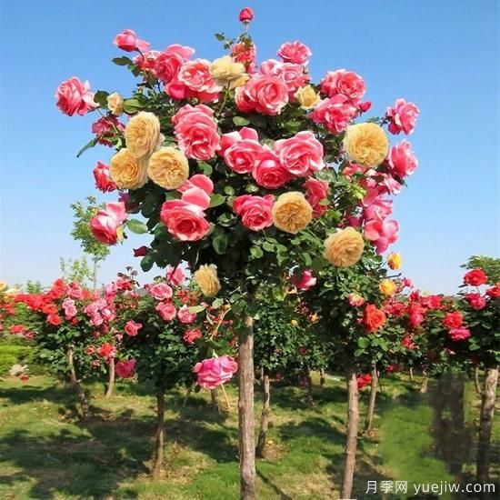 一棵樹狀月季，多色花朵，養(yǎng)在庭院里真漂亮(圖2)