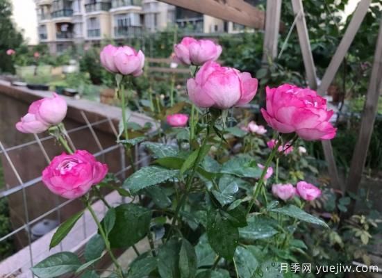 羊脂香水月季，以香聞名，花美如芍藥，四季能開花(圖2)