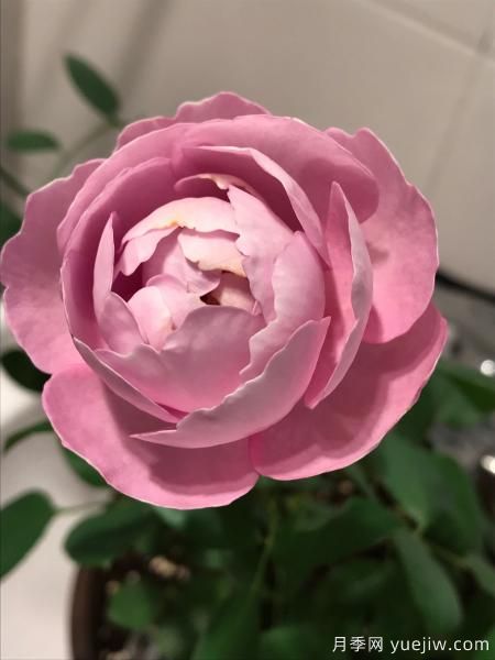 羊脂香水月季，以香聞名，花美如芍藥，四季能開花(圖3)