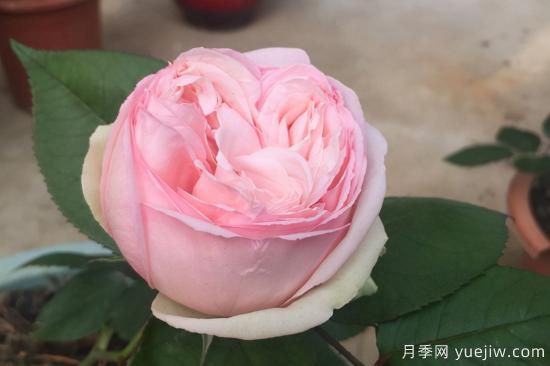 推薦8種粉色系月季品種，漂亮顏值甜蜜來襲(圖2)
