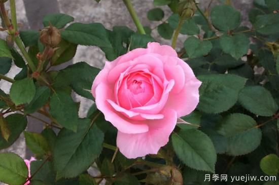 推薦8種粉色系月季品種，漂亮顏值甜蜜來襲(圖5)