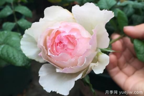 推薦8種粉色系月季品種，漂亮顏值甜蜜來襲(圖7)