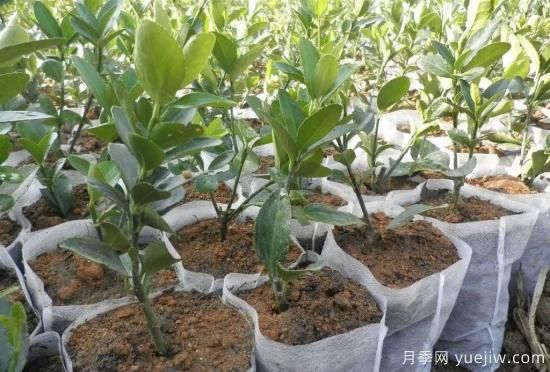 育苗容器影響苗木生長(zhǎng)嗎？應(yīng)該如何選擇容器苗？(圖4)