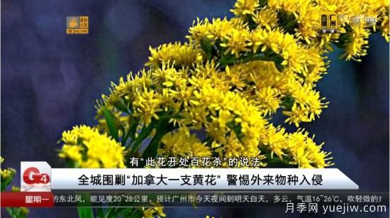 廣州湖北河南…多地遭“一枝黃花”入侵，見(jiàn)到要鏟除(圖2)
