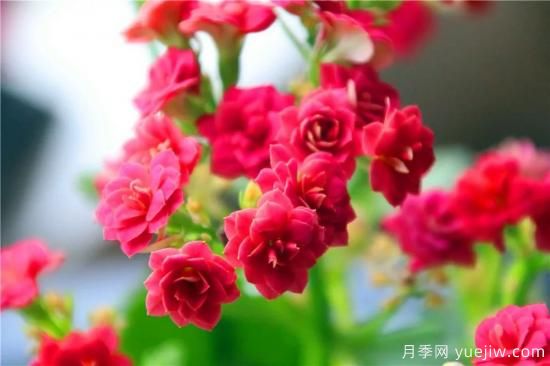 你的長壽花不開花養(yǎng)不好？這里有長壽花養(yǎng)護秘訣！(圖1)
