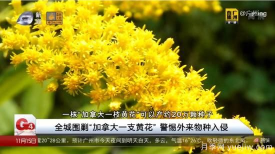 廣州湖北河南…多地遭“一枝黃花”入侵，見(jiàn)到要鏟除(圖4)