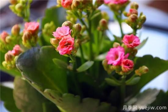 你的長壽花不開花養(yǎng)不好？這里有長壽花養(yǎng)護秘訣！(圖2)