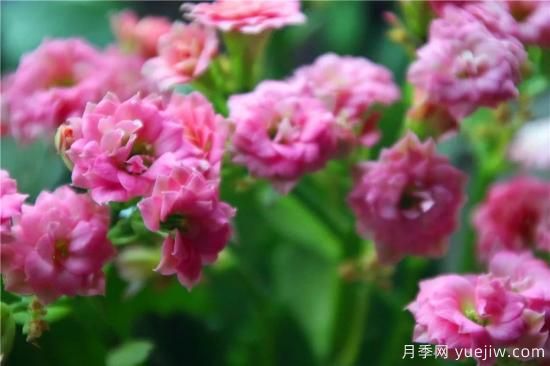 你的長壽花不開花養(yǎng)不好？這里有長壽花養(yǎng)護秘訣！(圖3)