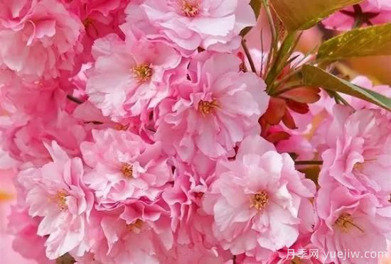 網(wǎng)紅樹(shù)木悄然興起，是否預(yù)示著大好行情？(圖3)