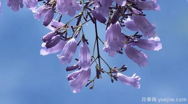 網(wǎng)紅樹(shù)木悄然興起，是否預(yù)示著大好行情？(圖1)