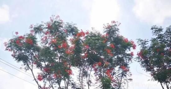 網(wǎng)紅樹(shù)木悄然興起，是否預(yù)示著大好行情？(圖2)