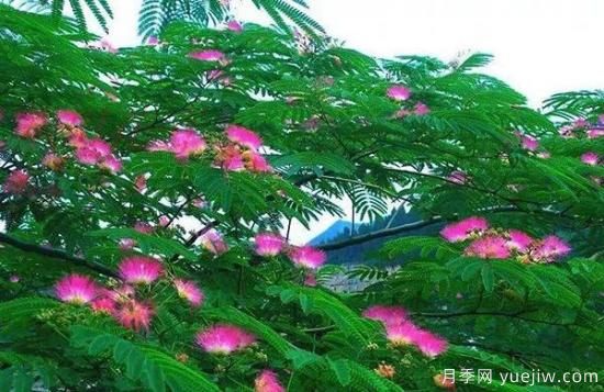 網(wǎng)紅樹(shù)木悄然興起，是否預(yù)示著大好行情？(圖4)
